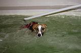 PISCINE A JET - WHIPPET 049